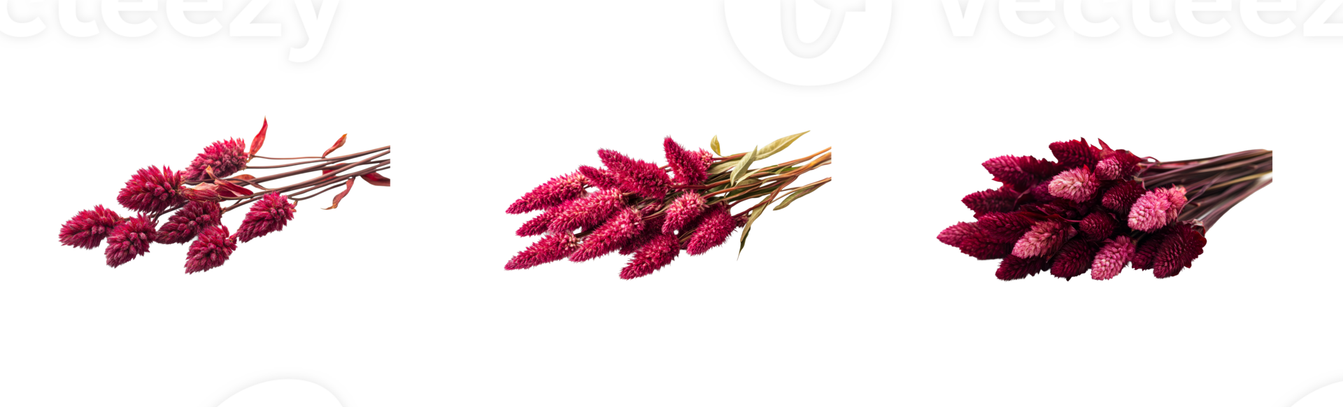 Burgundy Celosia argentea flower heads, three bunches, dark background, cut out transparent png