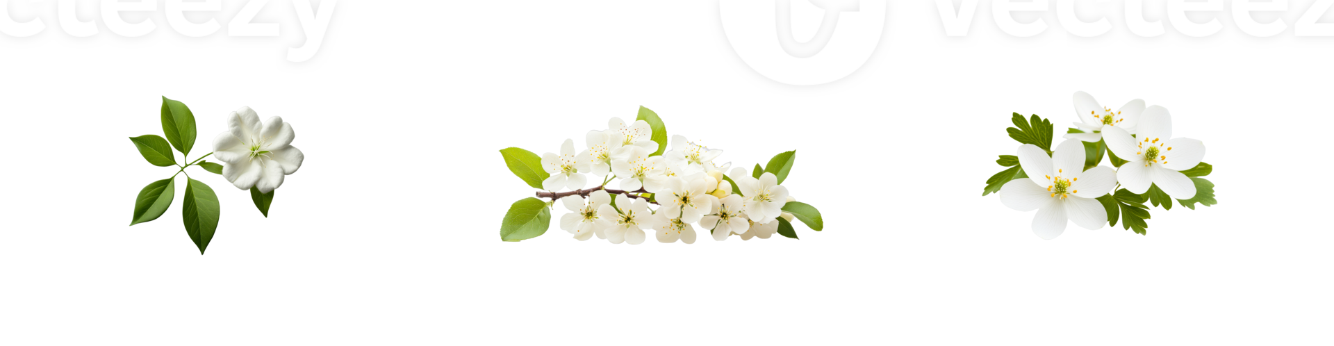 White flower with green leaves in three compositions, cut out transparent png
