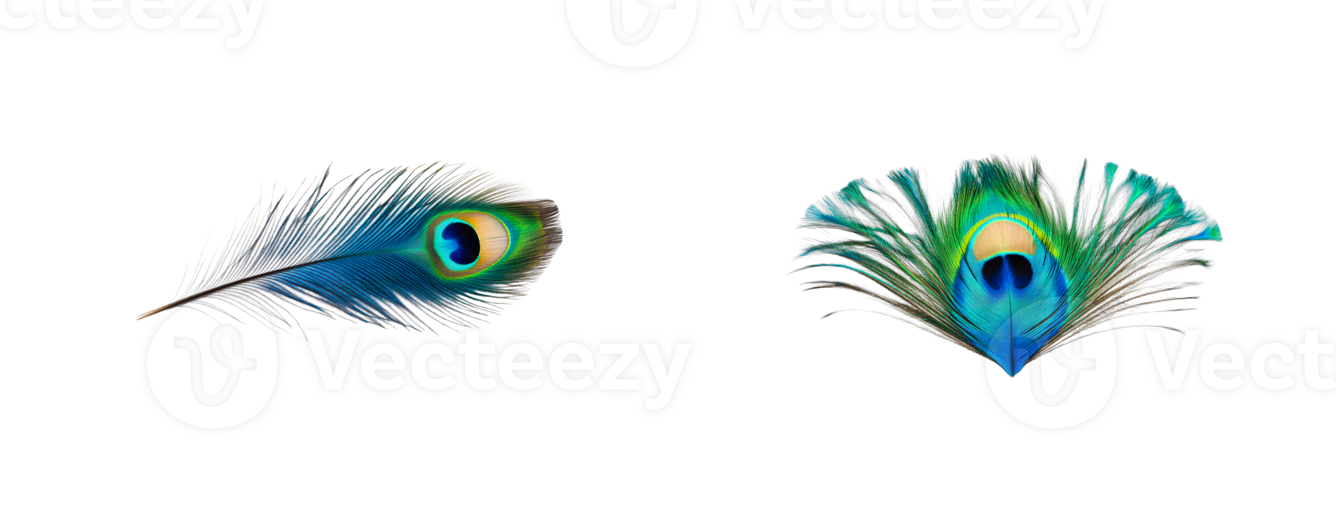 Peacock feathers with iridescent eye design, isolated, cut out transparent png