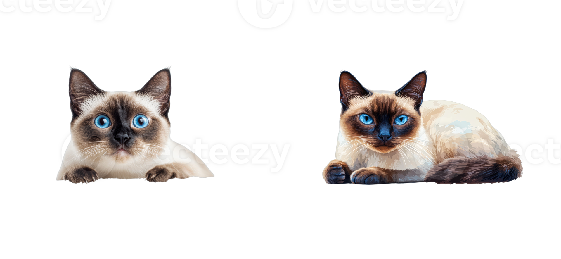 Adorable Siamese Cats with Blue Eyes, Posing, cut out transparent png
