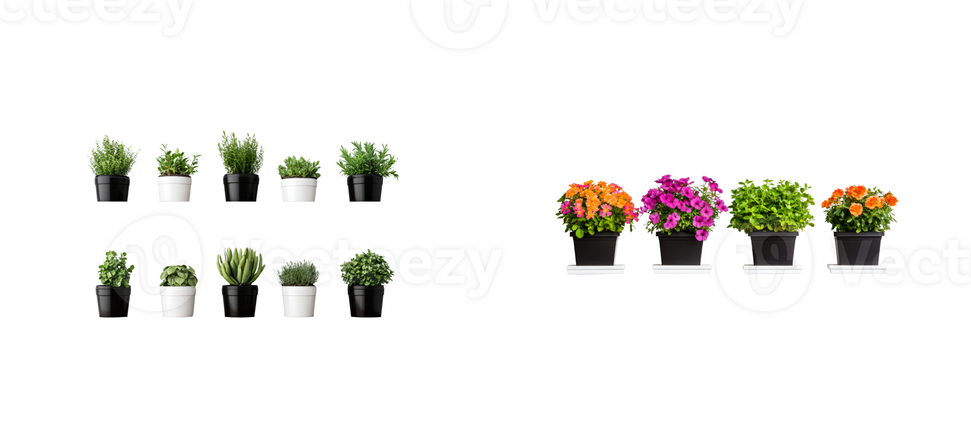 Herbs and flowering plants in pots isolated on black, cut out transparent png