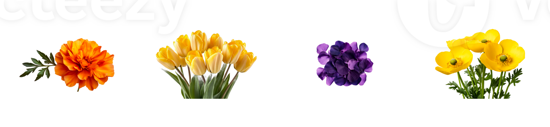 Flower collection isolated on black background, cut out transparent png