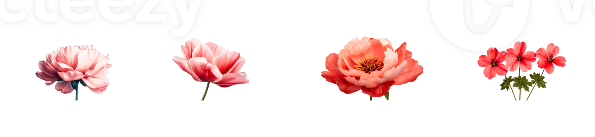 Beautiful collection of pink flowers png