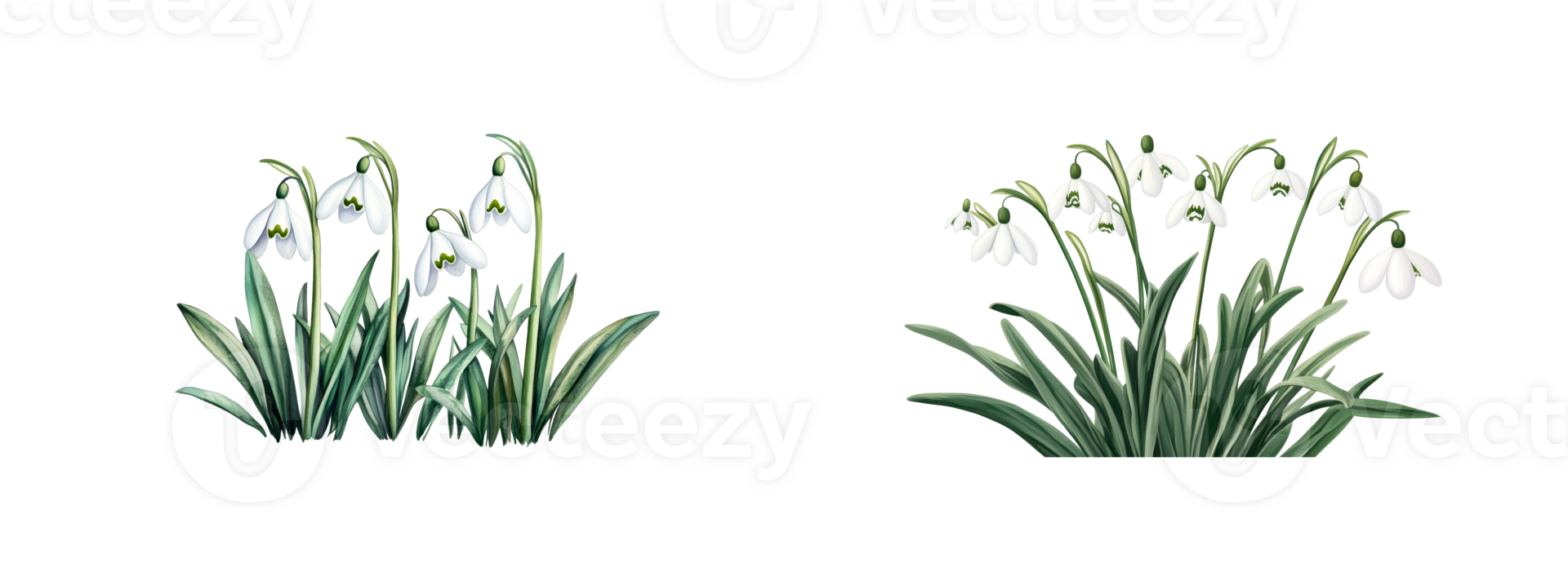 Snowdrop flowers in lush green foliage on a transparent background png