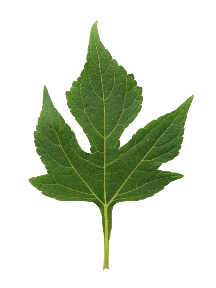 Green Palminervis leaf isolated on a transparent background. png