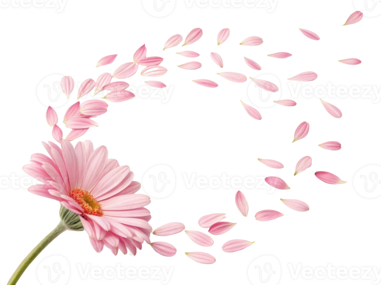 beautiful daisy flower with soft pink petals gracefully releases its petals into air creating serene and delicate atmosphere png