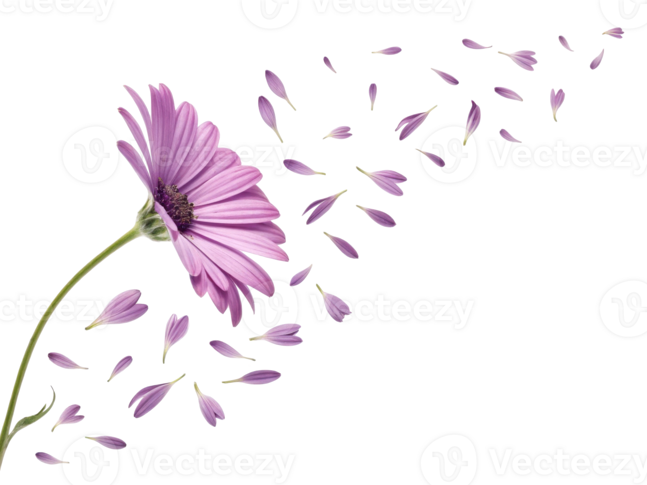 beautiful daisy flower with delicate petals drifting away creates serene and calming atmosphere png