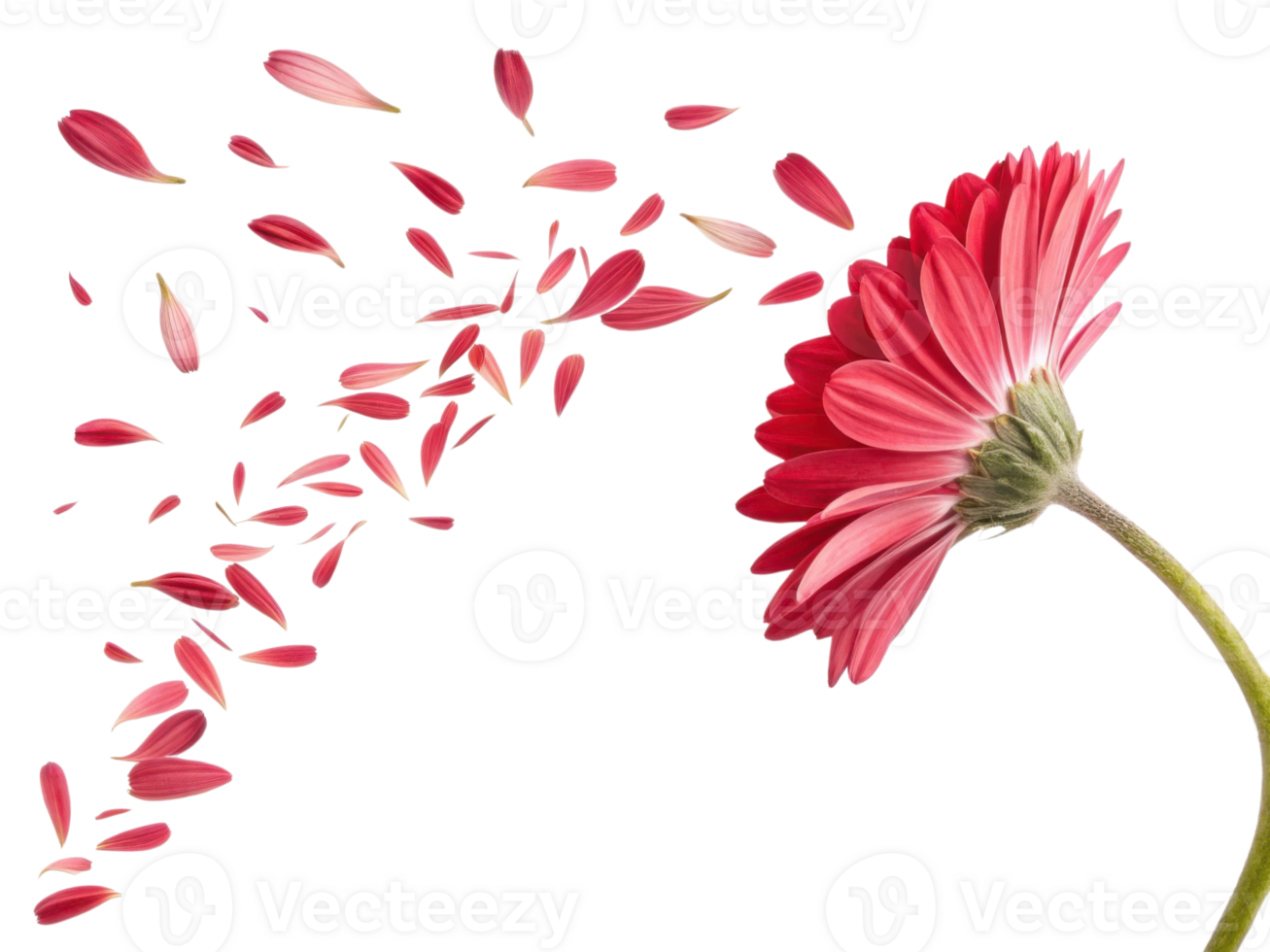 vibrant daisy flower showcases its beauty as petals gracefully drift away in gentle breeze, creating serene and enchanting scene png