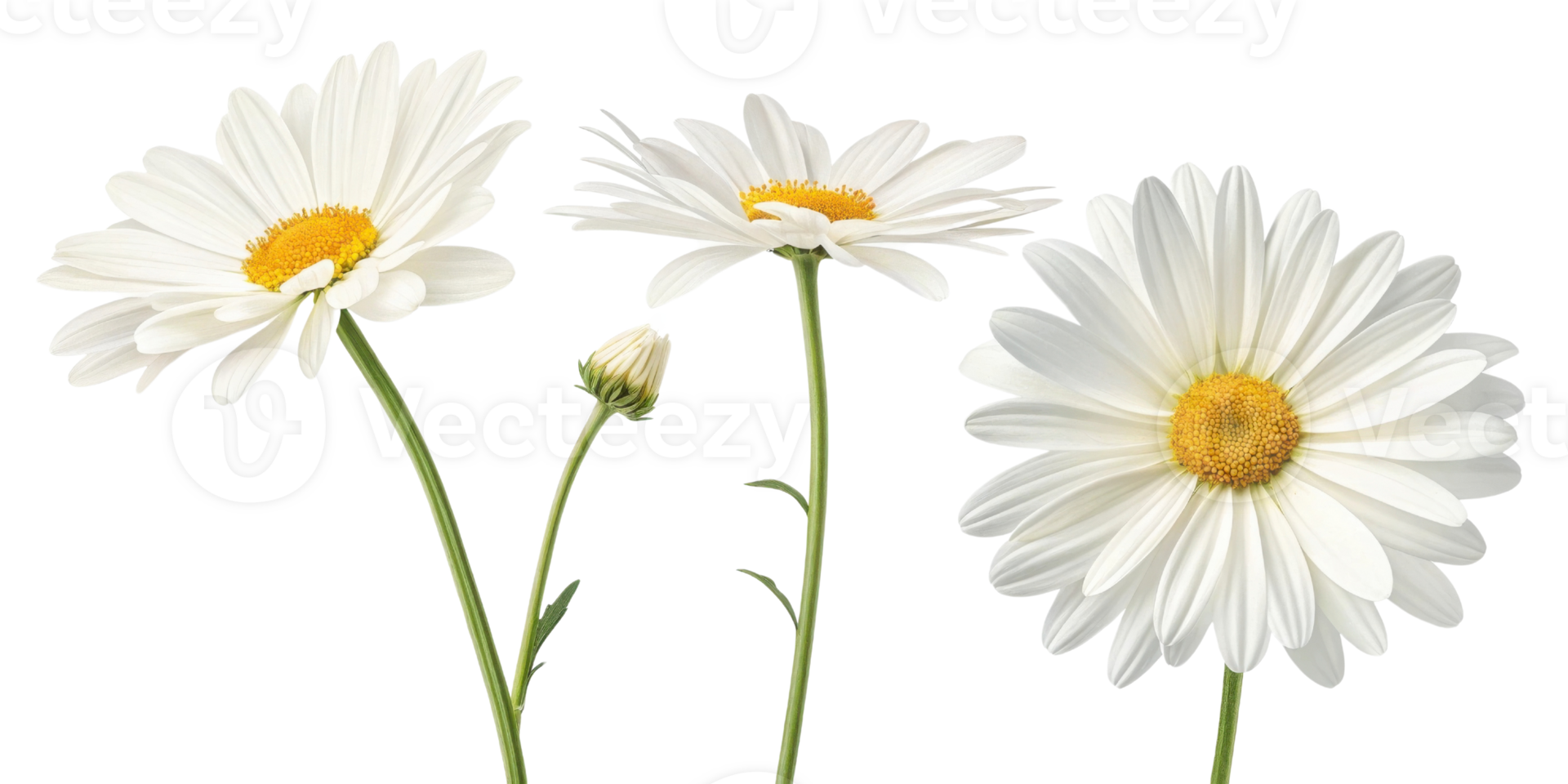Daisies bloom beautifully in garden showcasing their delicate petals and vibrant centers, creating serene atmosphere png