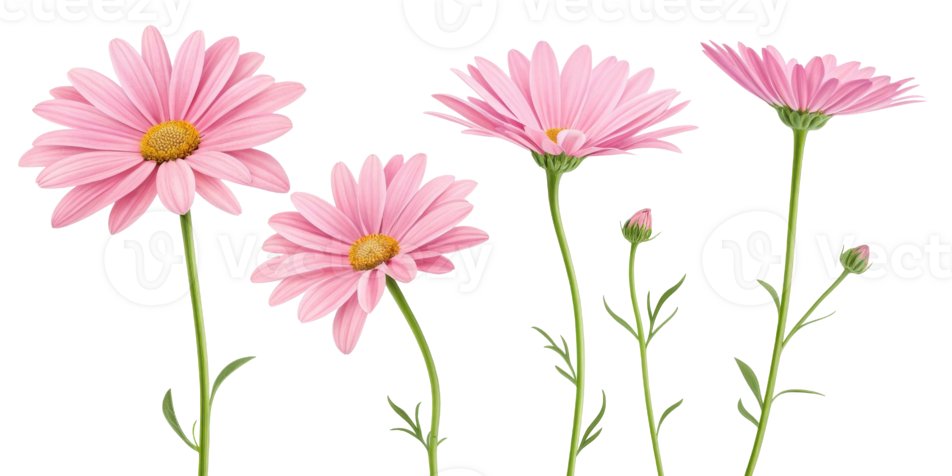 Beautiful pink daisy flowers stand tall with delicate petals and vibrant green stems creating cheerful and lively atmosphere png