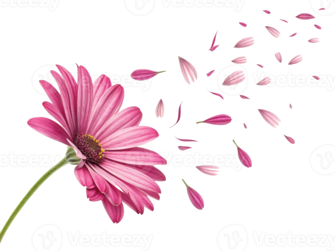 beautiful daisy flower with vibrant pink petals is gracefully shedding its petals, creating serene and delicate scene of nature beauty png