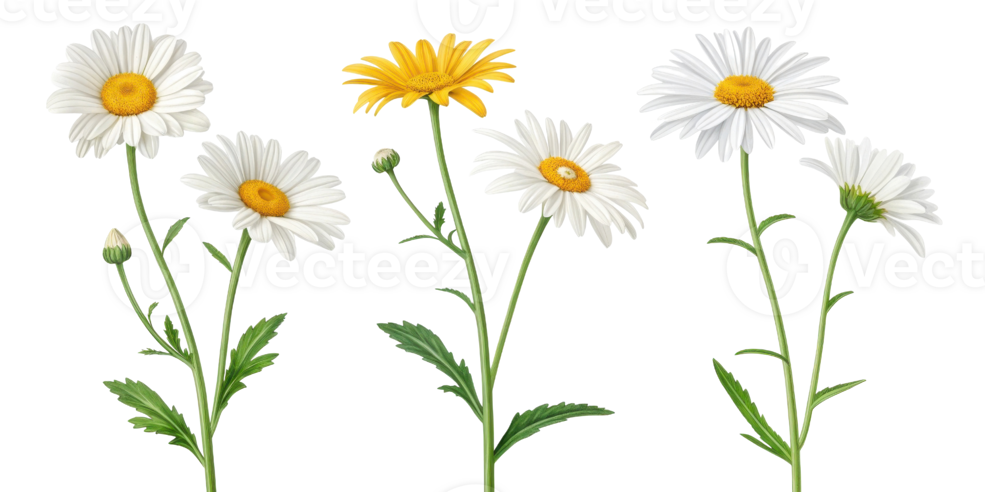 Daisies bloom beautifully in garden showcasing their vibrant petals and cheerful presence, making any space feel lively and inviting png