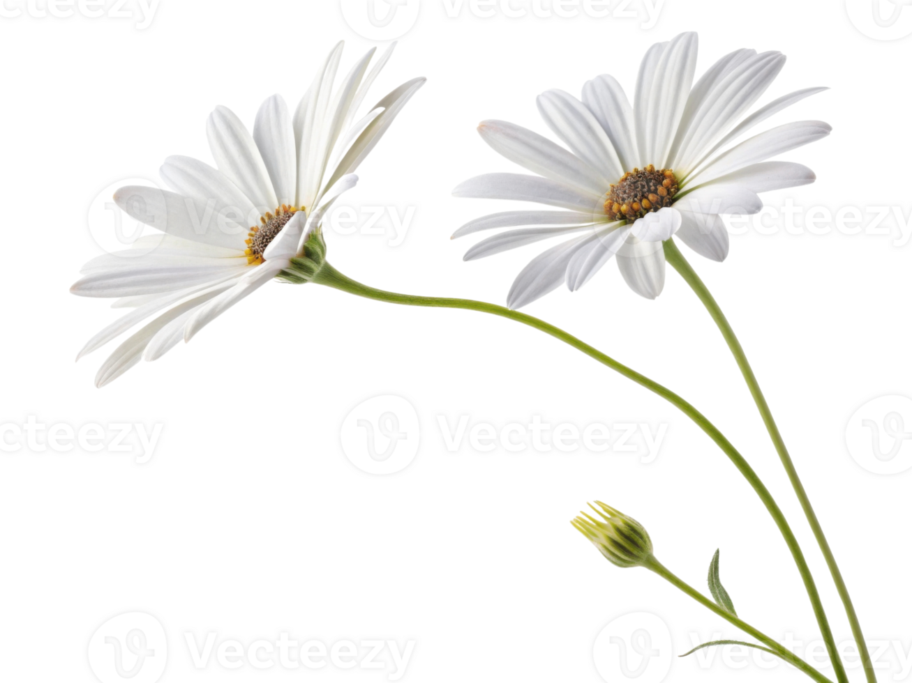 Beautiful daisy flowers bloom gracefully, showcasing their delicate petals and vibrant green stems in serene display of nature beauty png