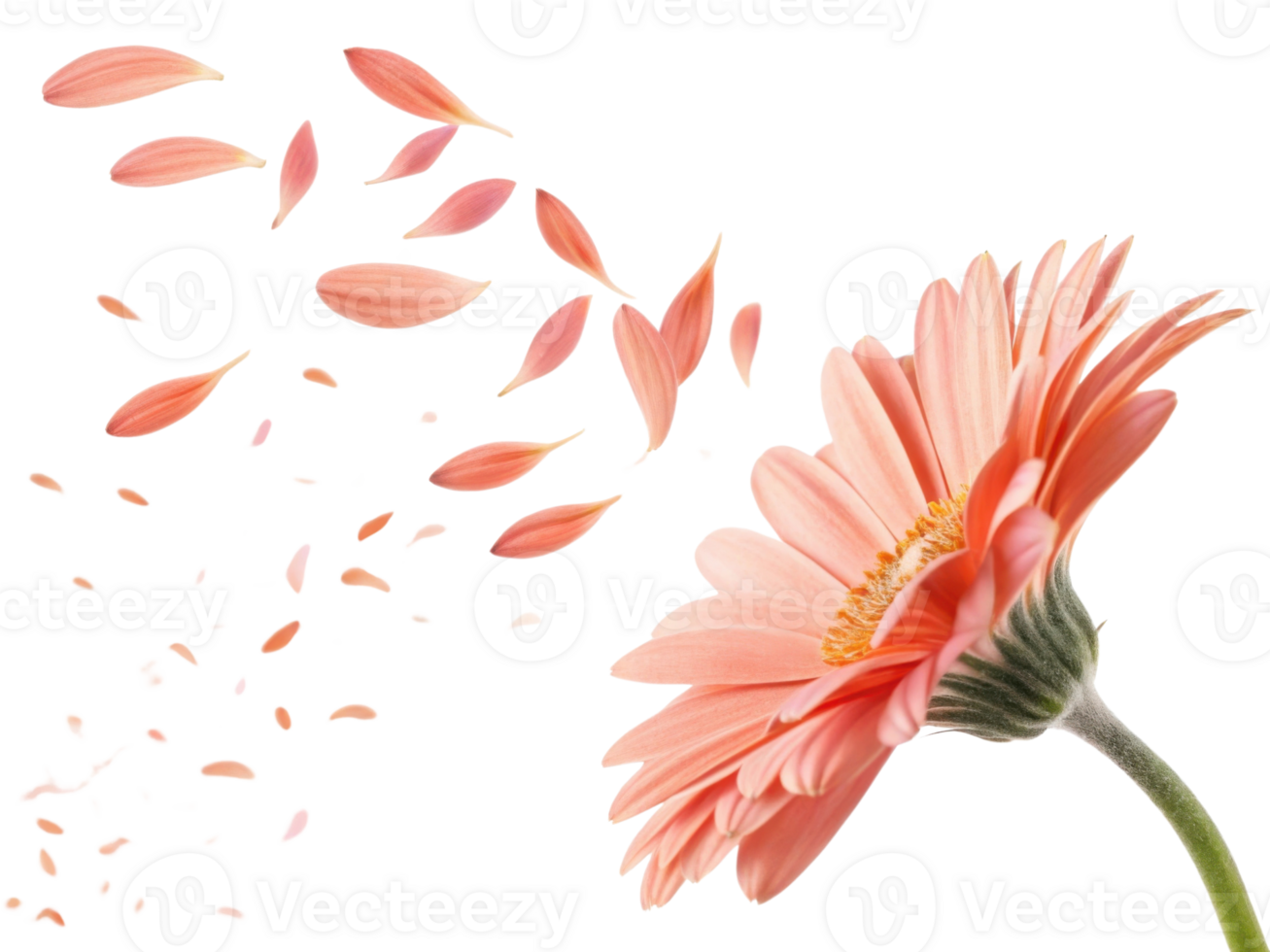 beautiful daisy flower with soft pink petals gracefully disperses into air creating serene and delicate atmosphere png