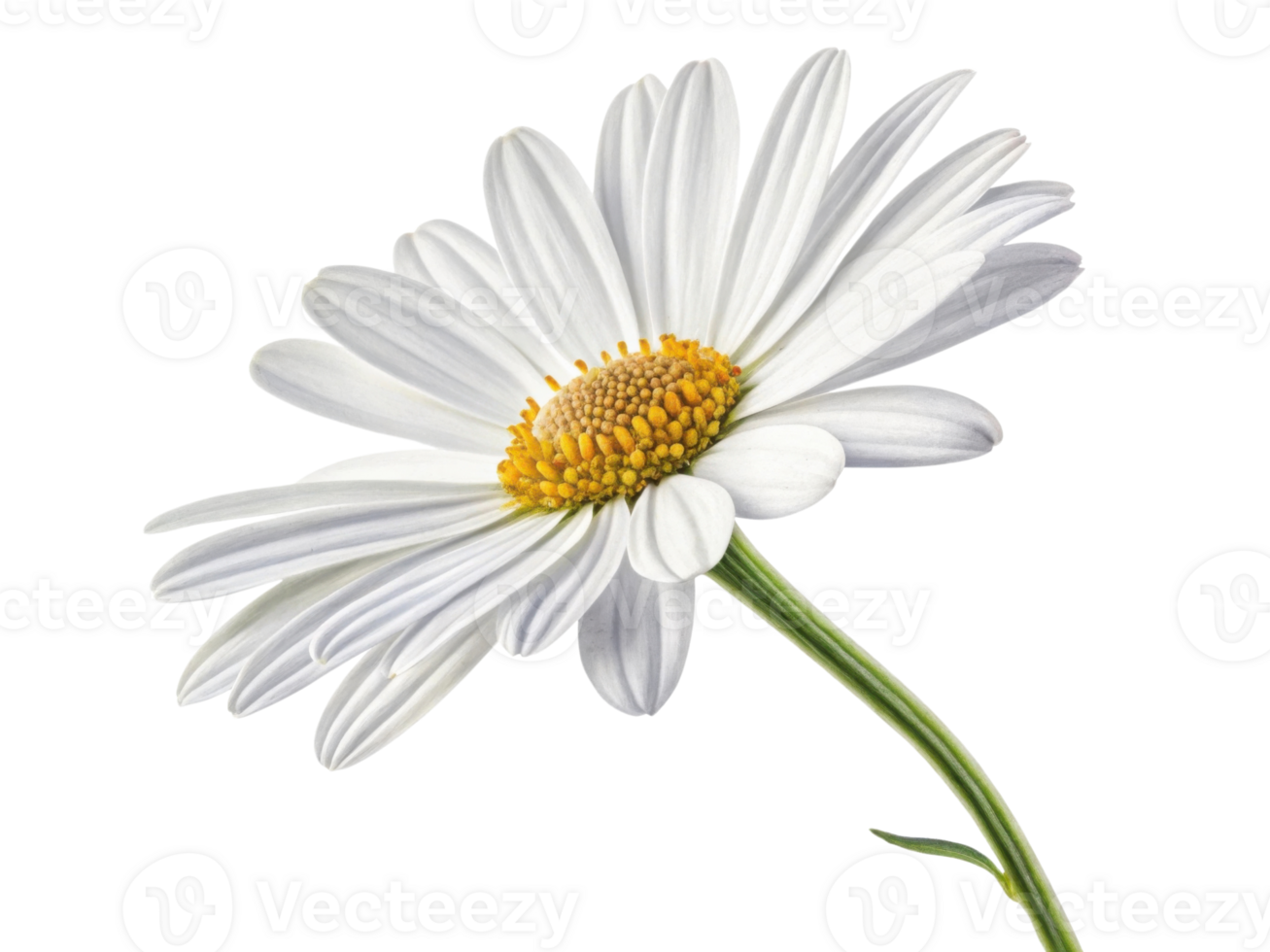 beautiful daisy flower with delicate white petals and vibrant yellow center stands gracefully against transparency background png