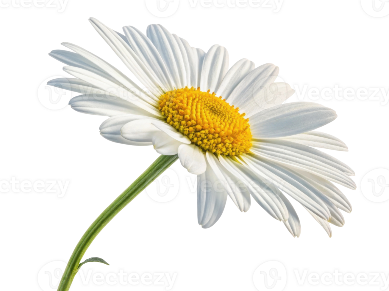 beautiful daisy flower stands gracefully with its white petals and vibrant yellow center, symbolizing purity and joy in nature design png