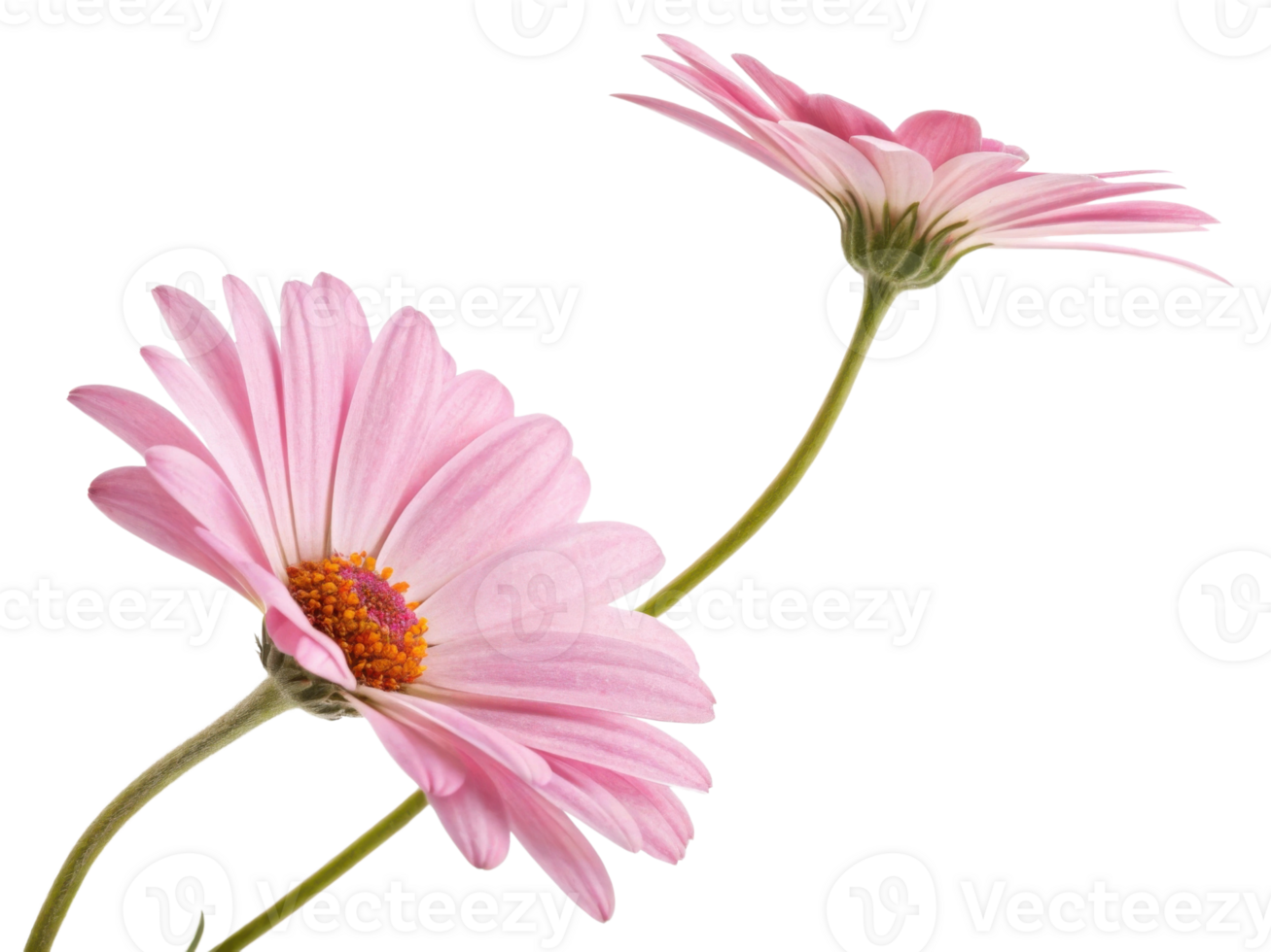 Beautiful pink daisy flowers bloom gracefully, showcasing their delicate petals and vibrant centers, perfect for adding charm to any setting png