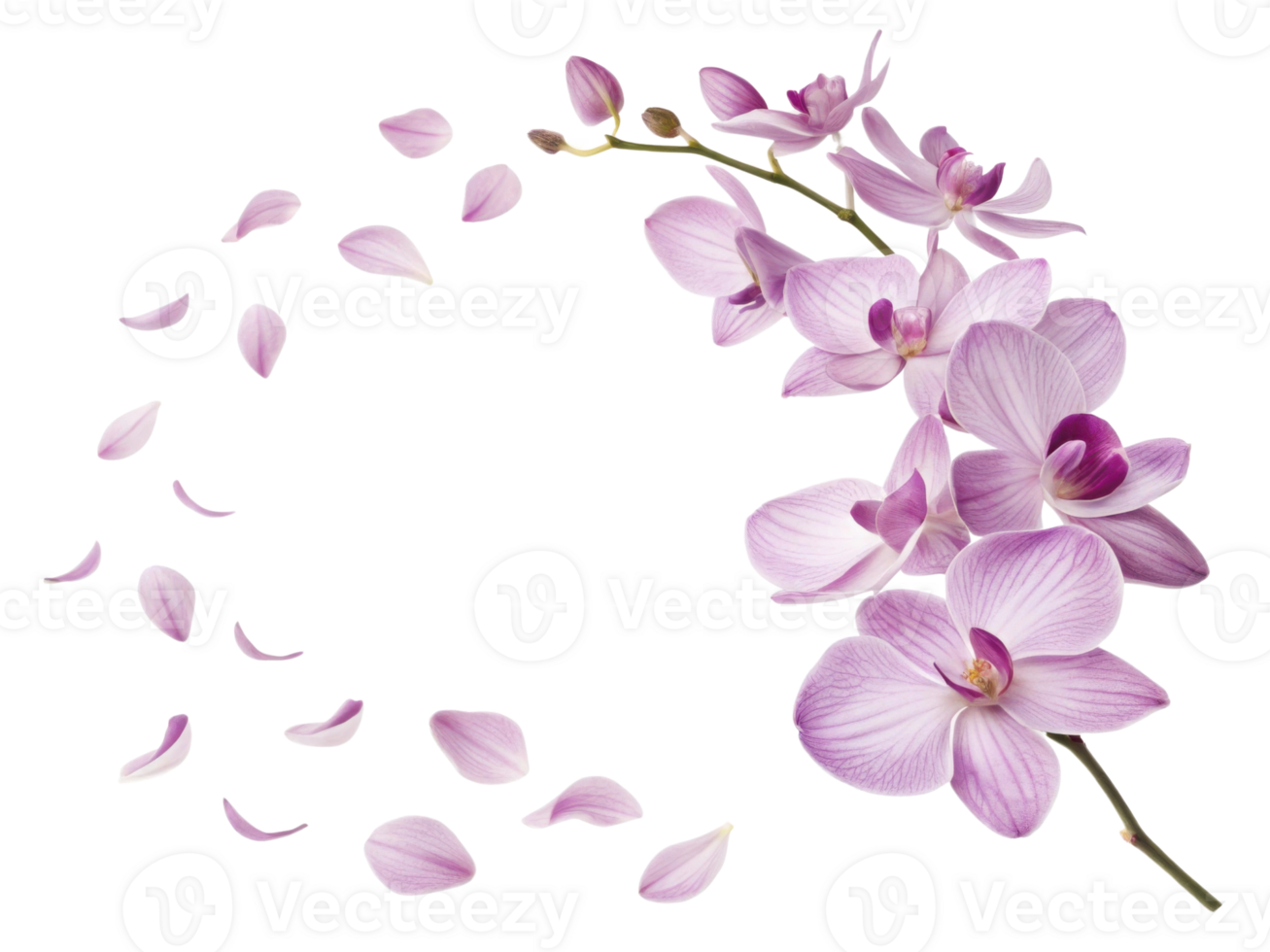 beautiful orchid flower arrangement with delicate petals scattered around, creating serene and elegant atmosphere png