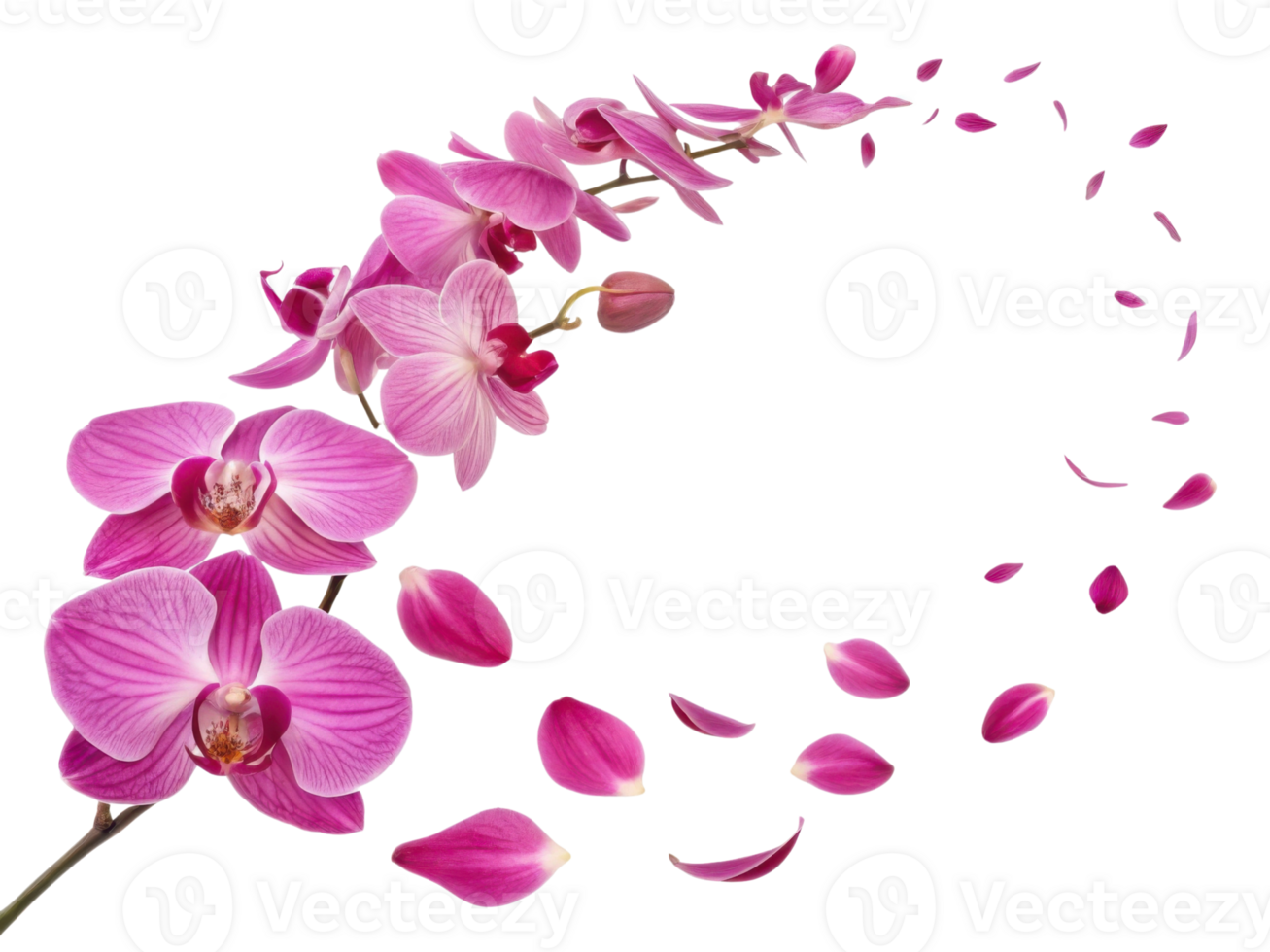 beautiful orchid flower arrangement showcases vibrant pink petals gracefully flowing, creating serene and elegant atmosphere png