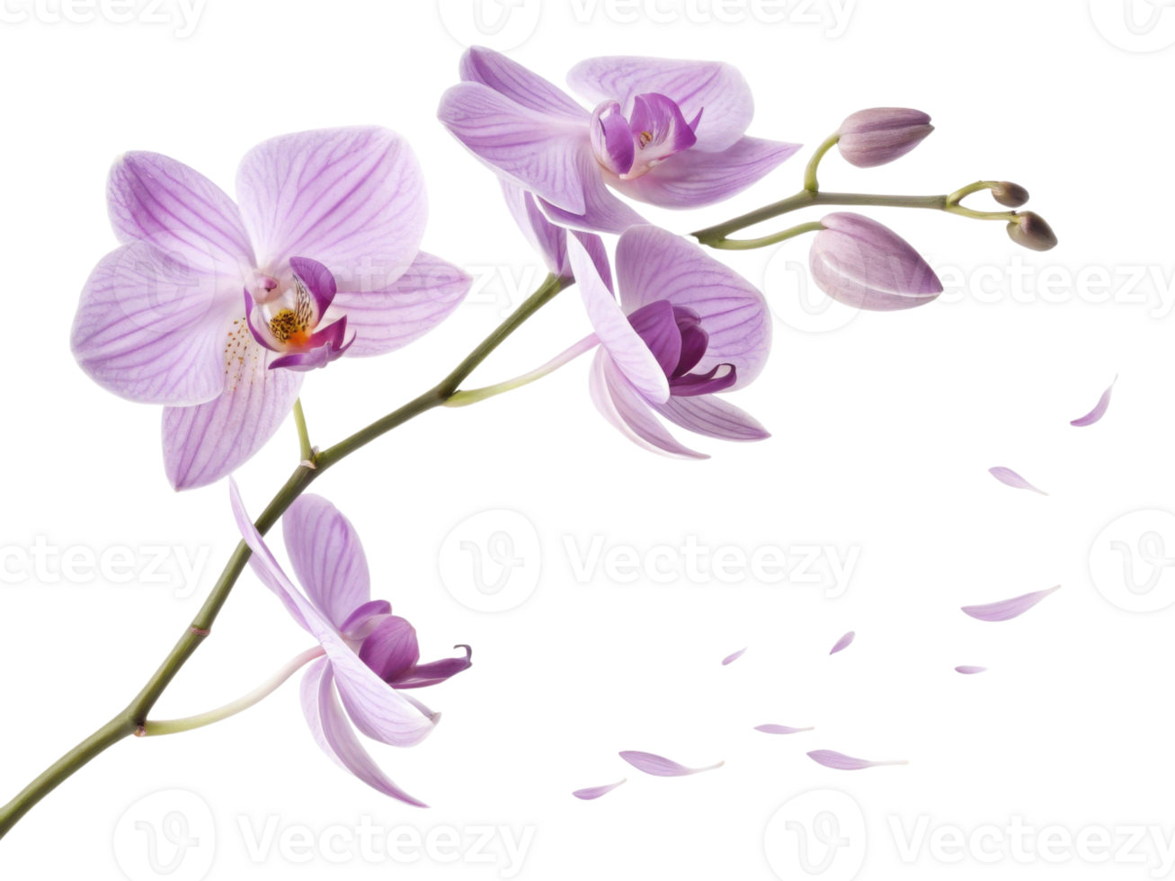 Beautiful orchid flowers gracefully bloom, showcasing delicate petals and vibrant colors that evoke sense of tranquility and elegance png