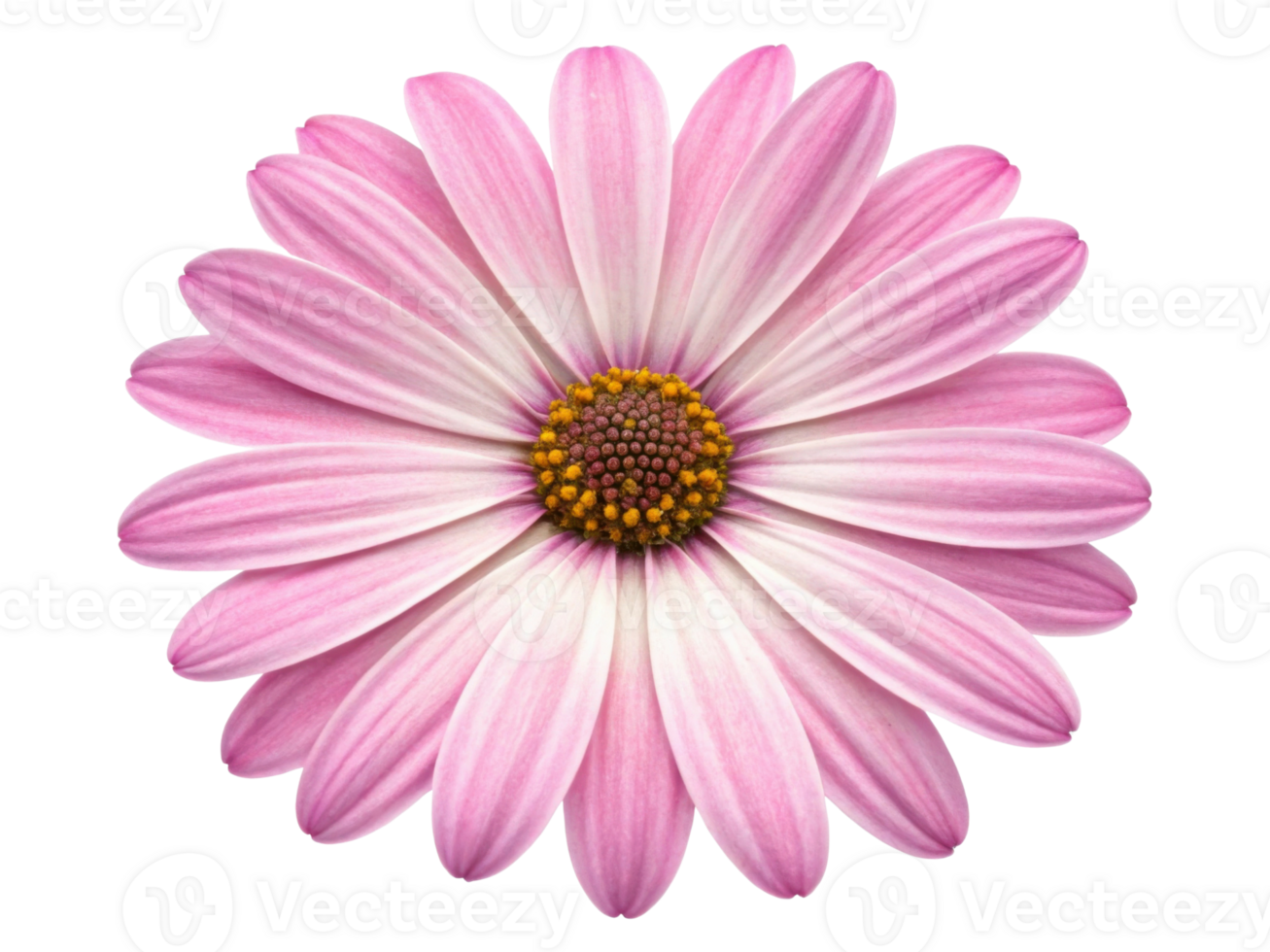 beautiful daisy flower with soft pink petals radiates charm and elegance, perfect for brightening any space png