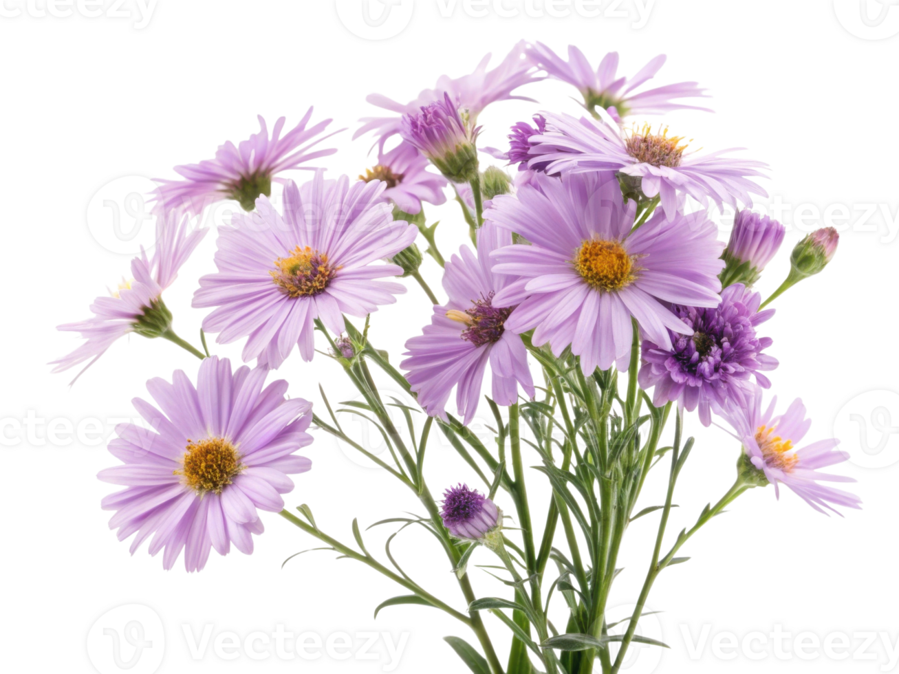 beautiful bouquet of daisy flowers in soft purple hues brings sense of joy and tranquility to any space png