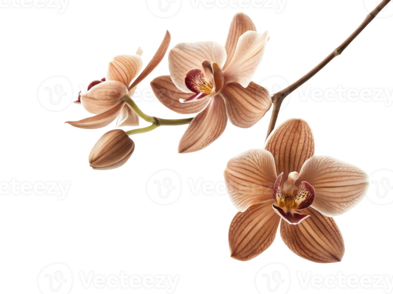 Elegant orchid flower blooms showcase delicate petals and intricate patterns, creating stunning visual display of nature beauty png