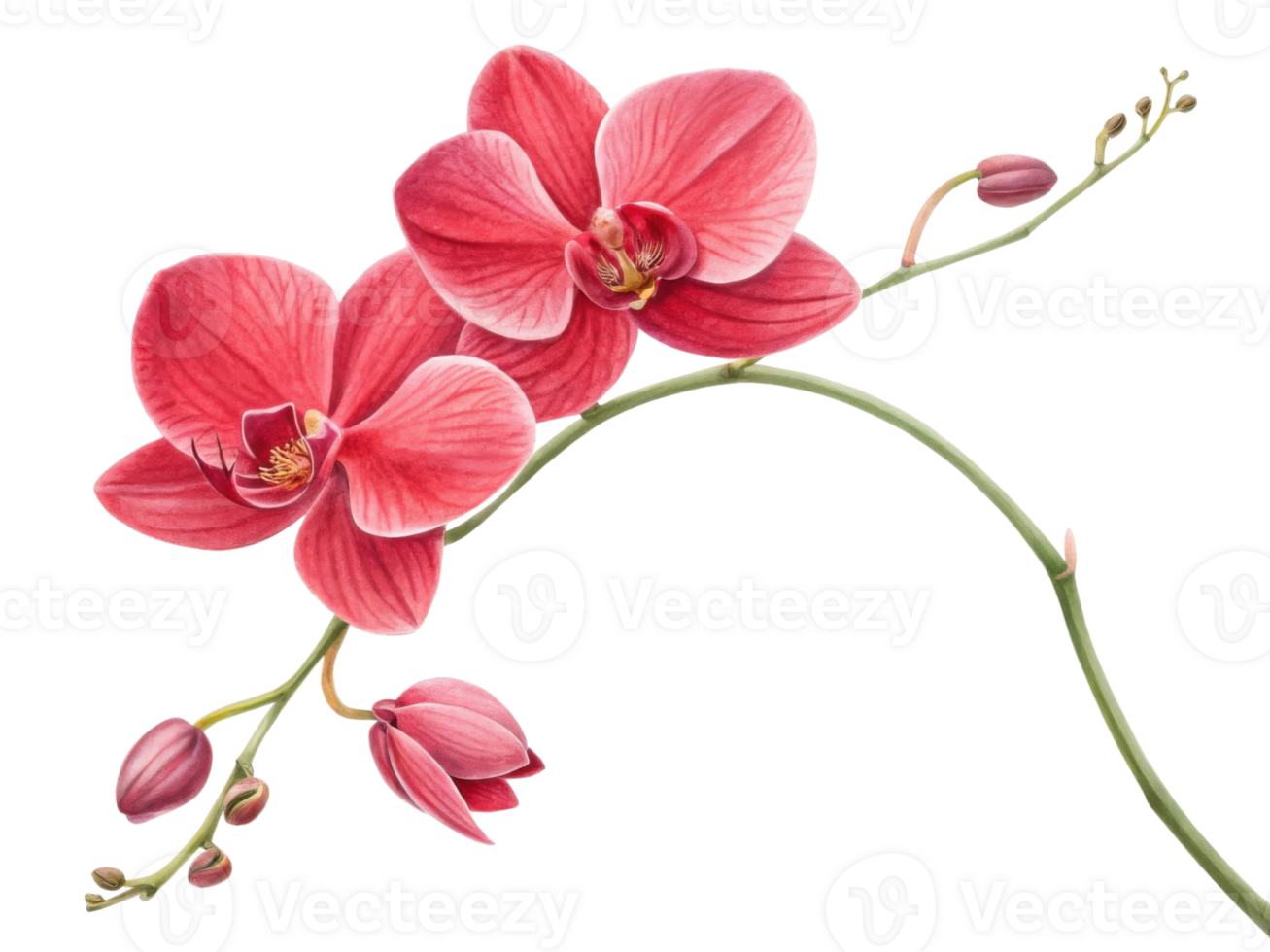 Beautiful orchids bloom gracefully, showcasing vibrant petals and delicate buds that capture essence of nature elegance png