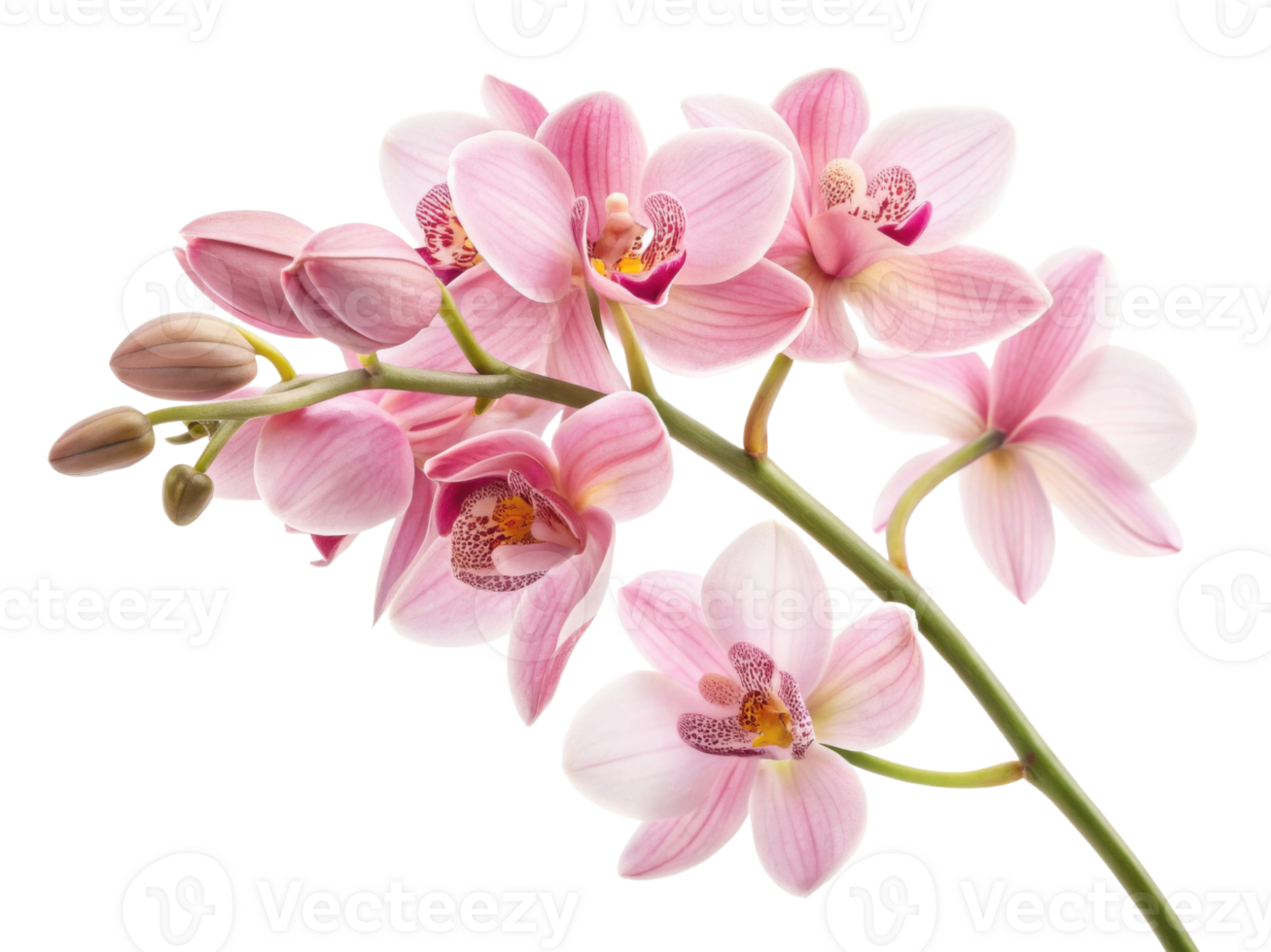 Beautiful orchid flower blooms display delicate pink petals and intricate patterns, creating stunning visual of nature elegance png