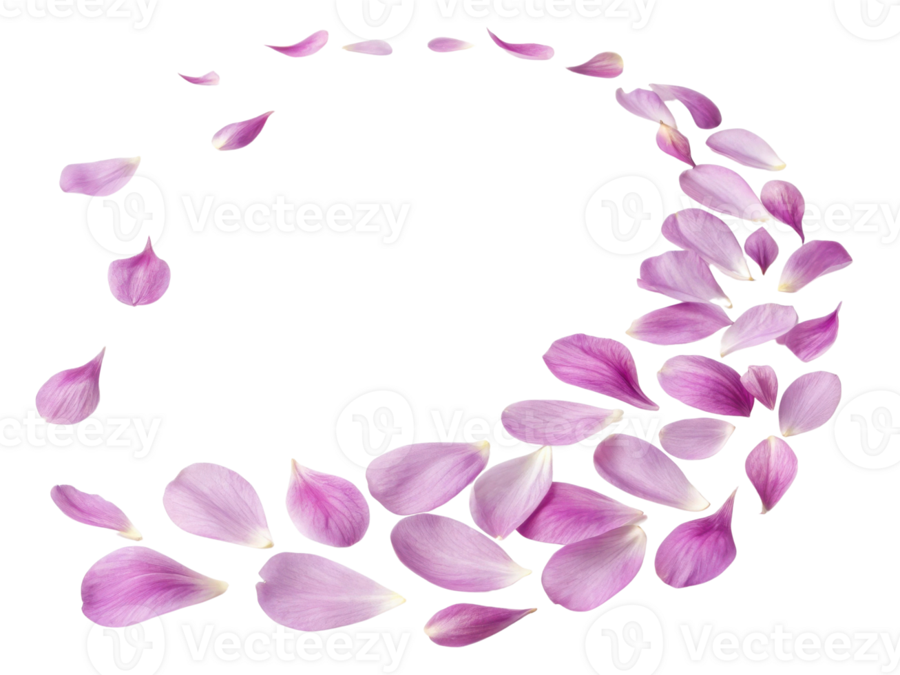 Delicate peony flower petals create beautiful circular pattern, evoking sense of tranquility and elegance in nature design png