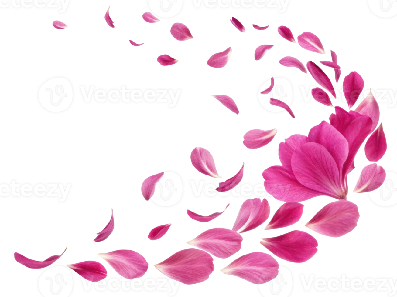 Beautiful peony flower petals gracefully swirl in vibrant display, creating stunning visual of nature elegance and charm png
