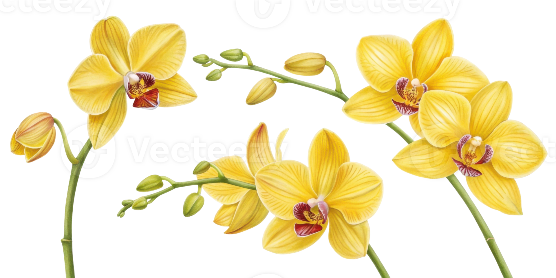 Beautiful orchid flower blooms showcase vibrant yellow petals and delicate buds, creating stunning display of nature elegance png