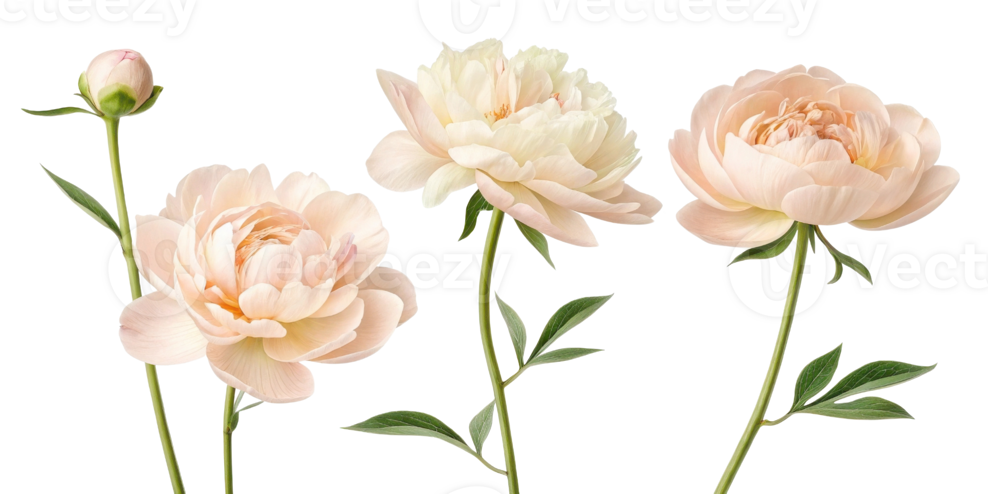 Peony flowers bloom gracefully in soft pastel shades, showcasing their delicate petals and lush green leaves, creating serene and elegant display png