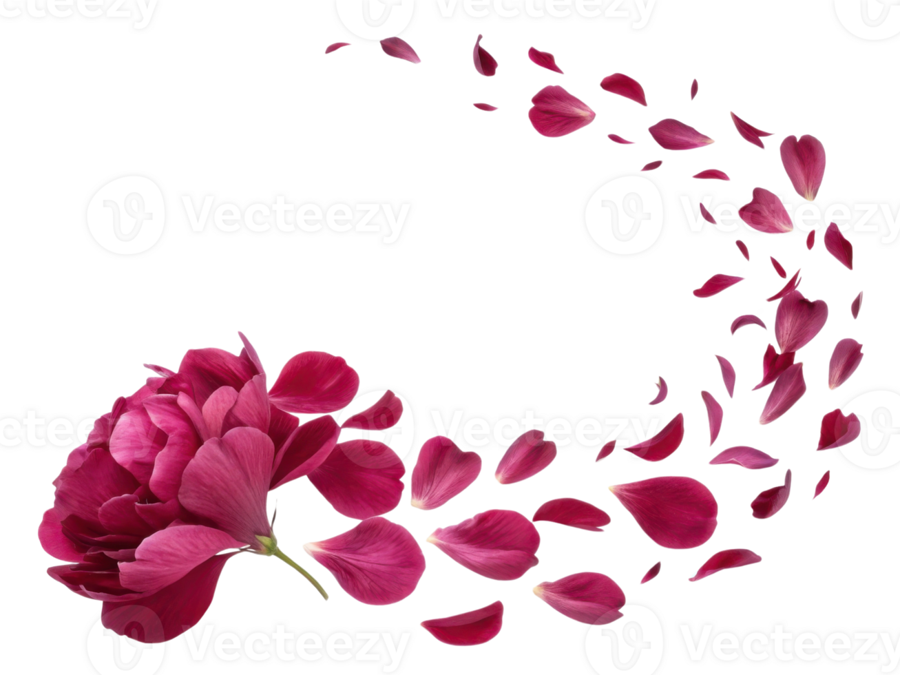 vibrant peony flower with delicate petals gracefully disperses, creating beautiful display of nature elegance and charm png