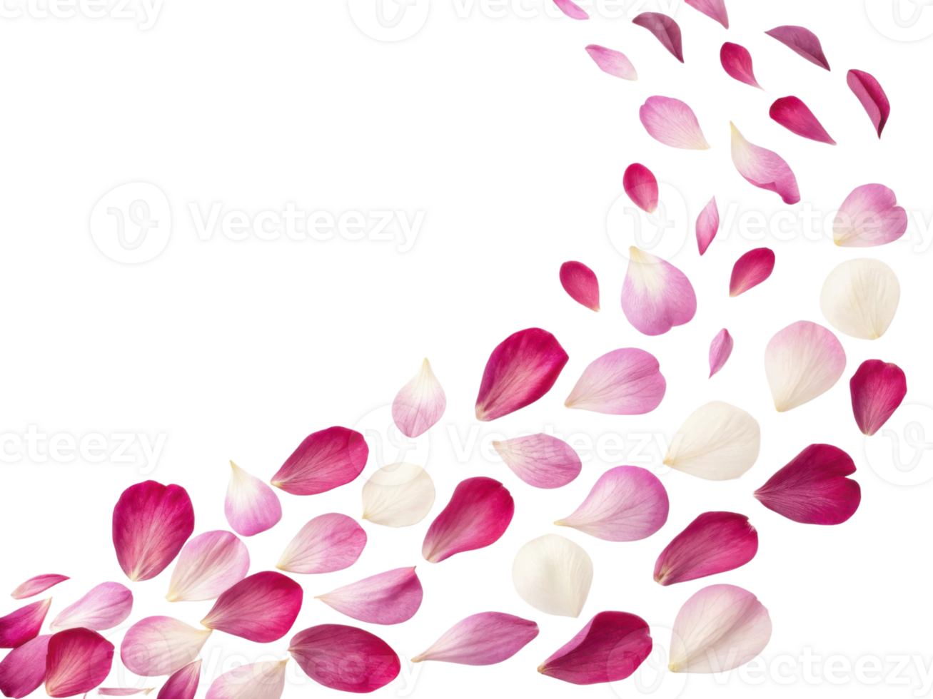 Beautiful peony flower petals create delicate and vibrant trail, showcasing nature elegance and charm in stunning display png