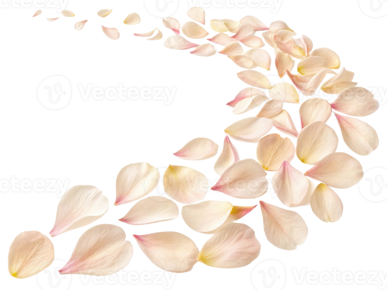 Delicate peony flower petals create beautiful trail, evoking sense of elegance and tranquility in any setting png