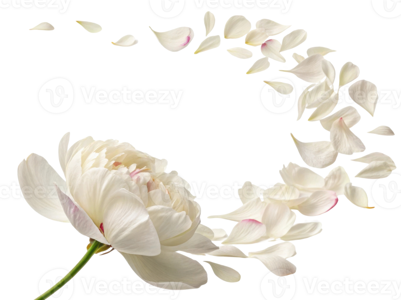 beautiful peony flower with delicate petals gracefully falling around it creates serene and elegant atmosphere png