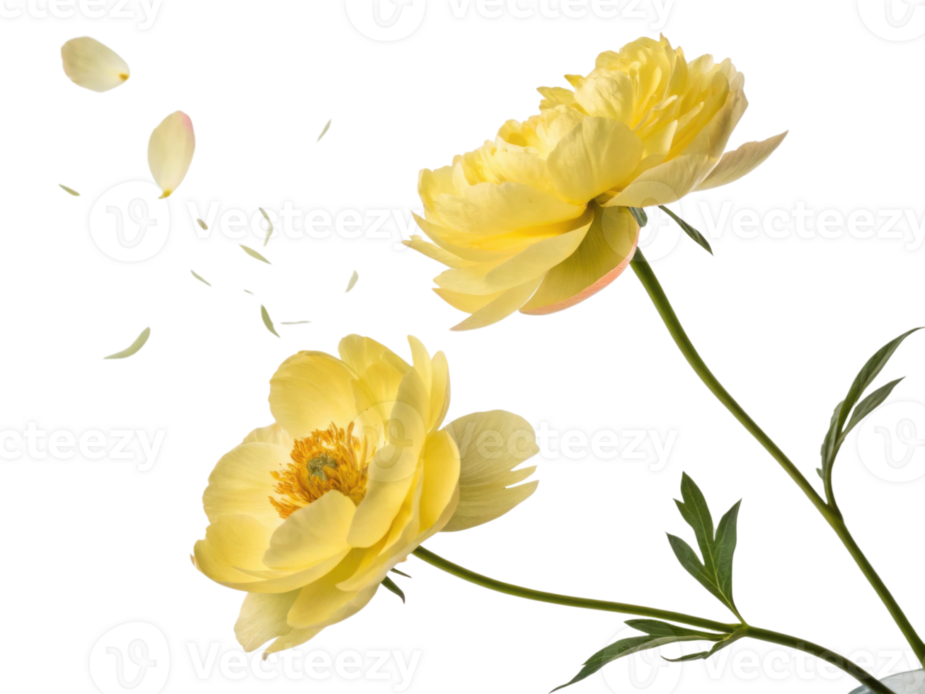 Beautiful peony flowers in soft yellow hues gracefully sway, their petals gently falling, creating serene and delicate atmosphere png