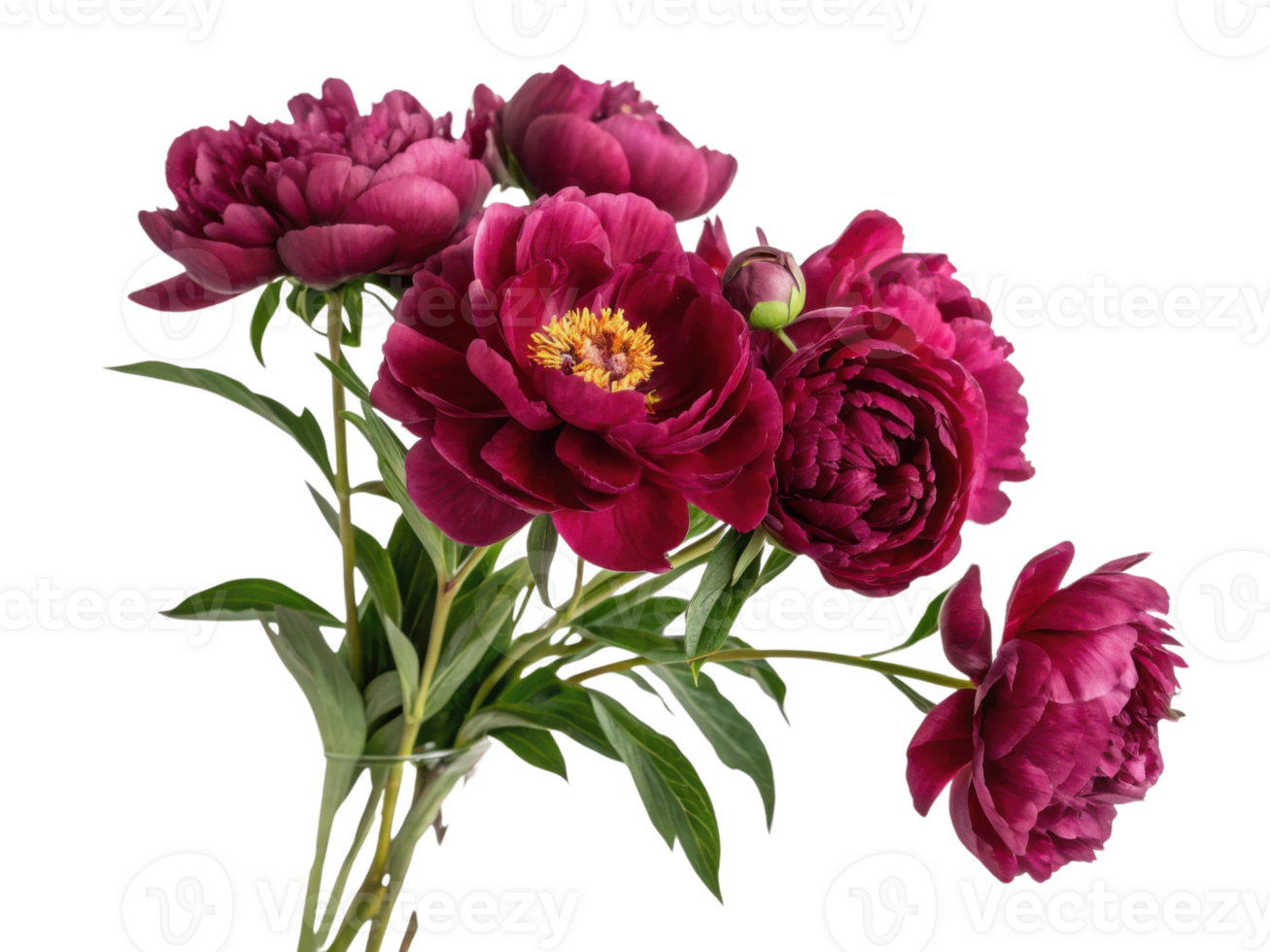 Beautiful peony flowers in rich burgundy hues create stunning floral arrangement that brings elegance and charm to any setting png