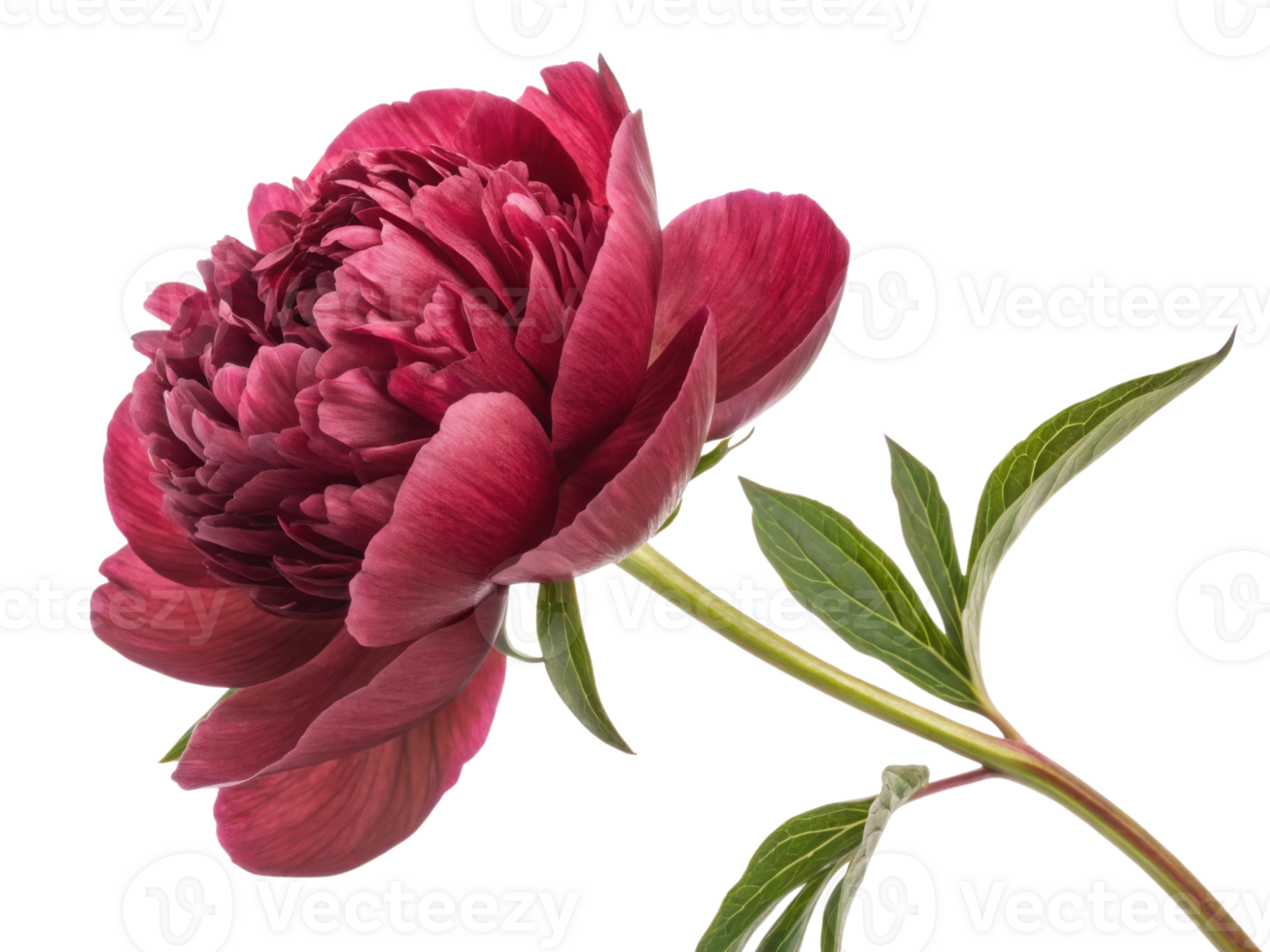 stunning peony flower showcases its rich burgundy petals and lush green leaves, embodying elegance and beauty in nature png