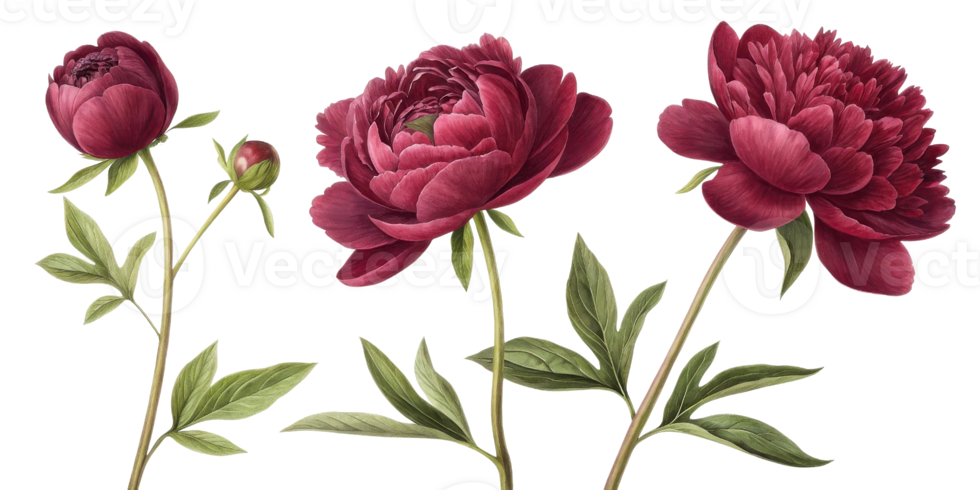 Beautiful peony flowers bloom gracefully, showcasing their rich colors and delicate petals, creating stunning floral display png