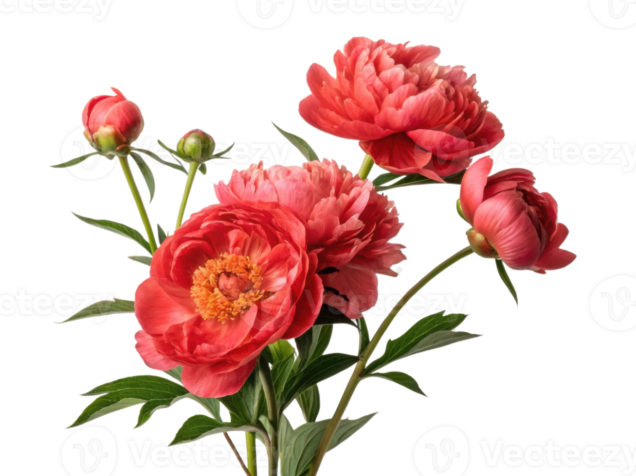 Beautiful peony flowers bloom vibrantly showcasing their rich colors and delicate petals, perfect for adding elegance to any setting png