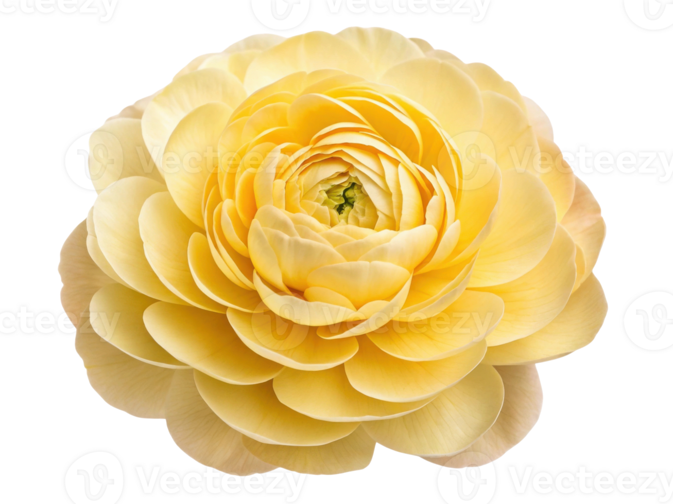 beautiful peony flower in soft yellow hues showcases delicate petals that create stunning visual appeal png