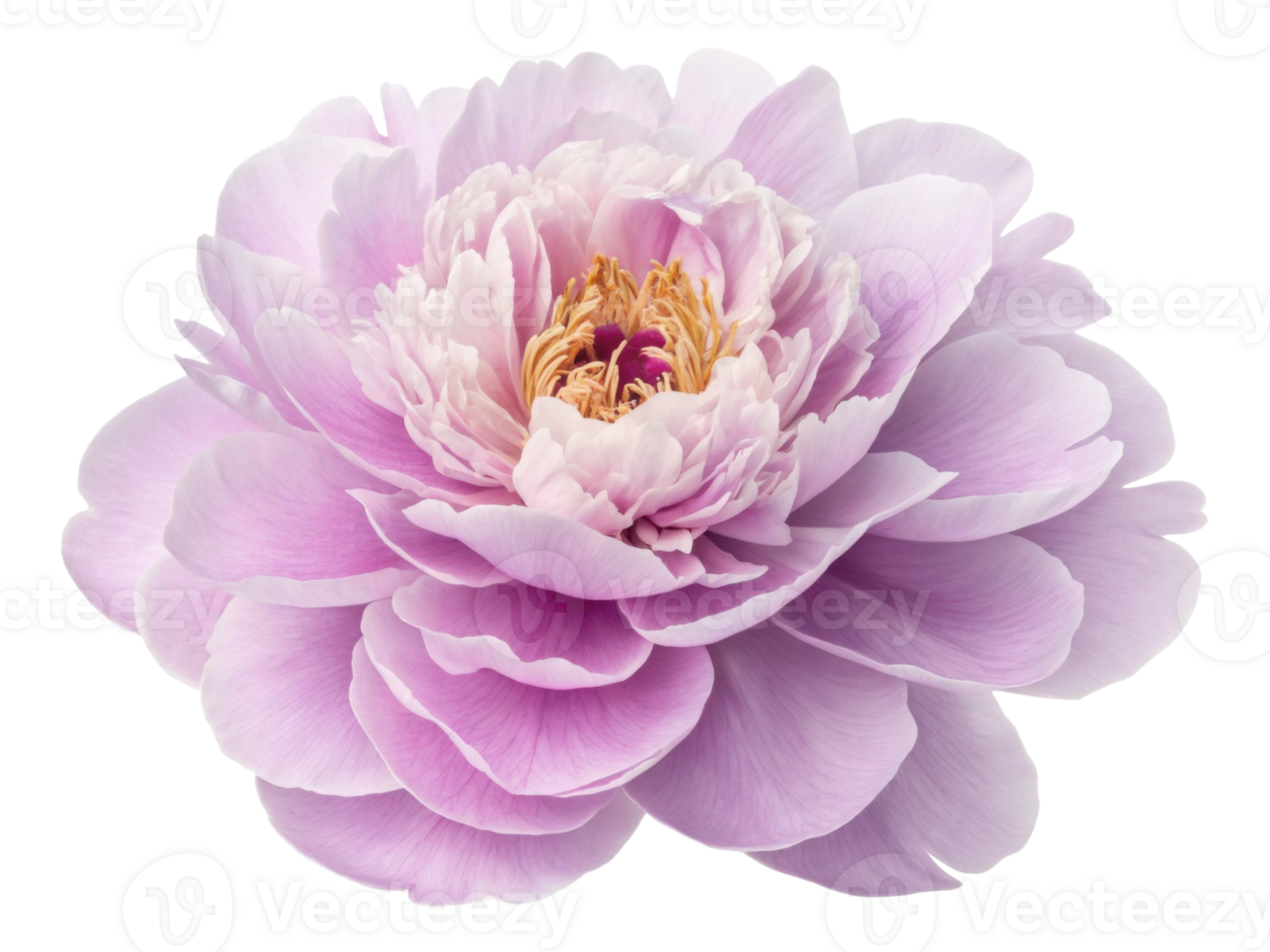 beautiful peony flower in soft lavender hues showcases its delicate petals and intricate center, radiating elegance and charm png
