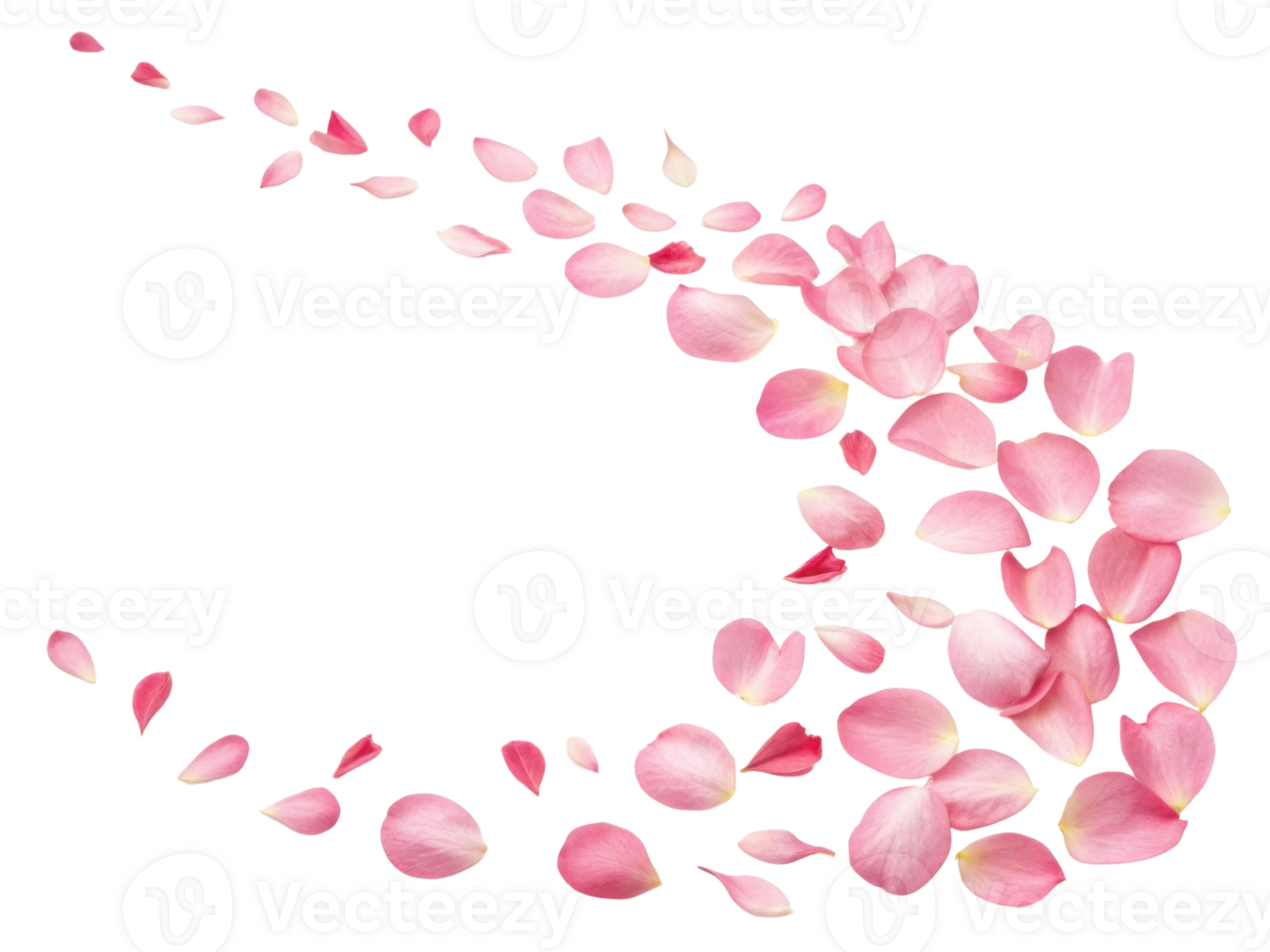 Delicate rose petals create beautiful flow of color and elegance, enhancing any floral arrangement or decoration png