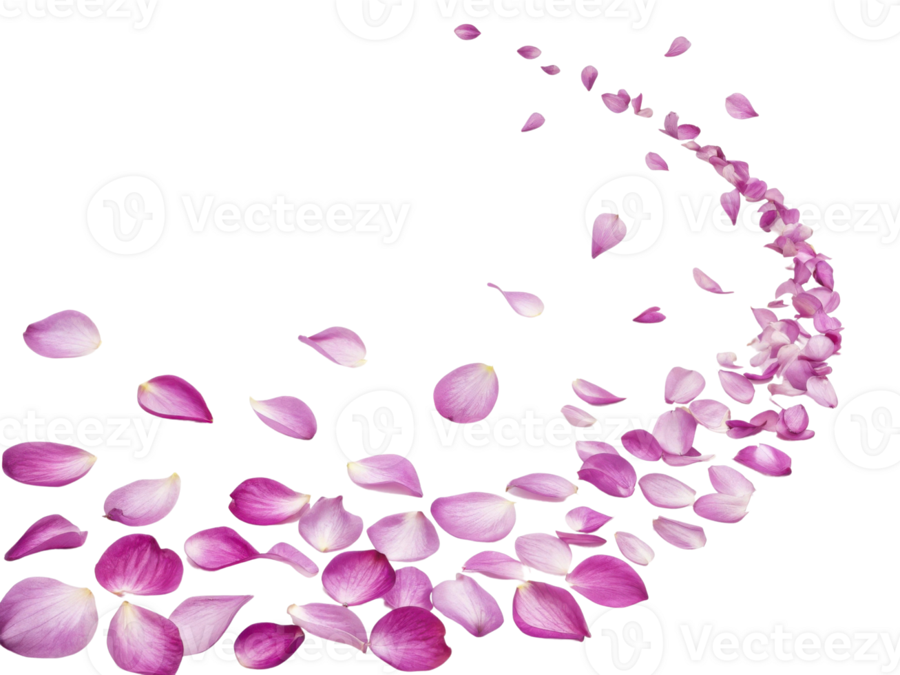 Delicate rose petals create beautiful trail, evoking sense of romance and elegance in any setting png