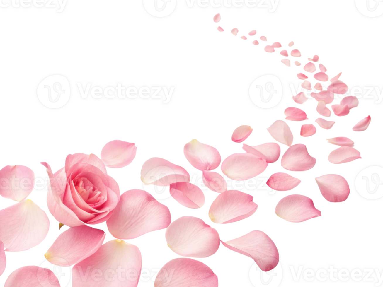 beautiful rose flower surrounded by delicate pink petals creates serene and romantic atmosphere png