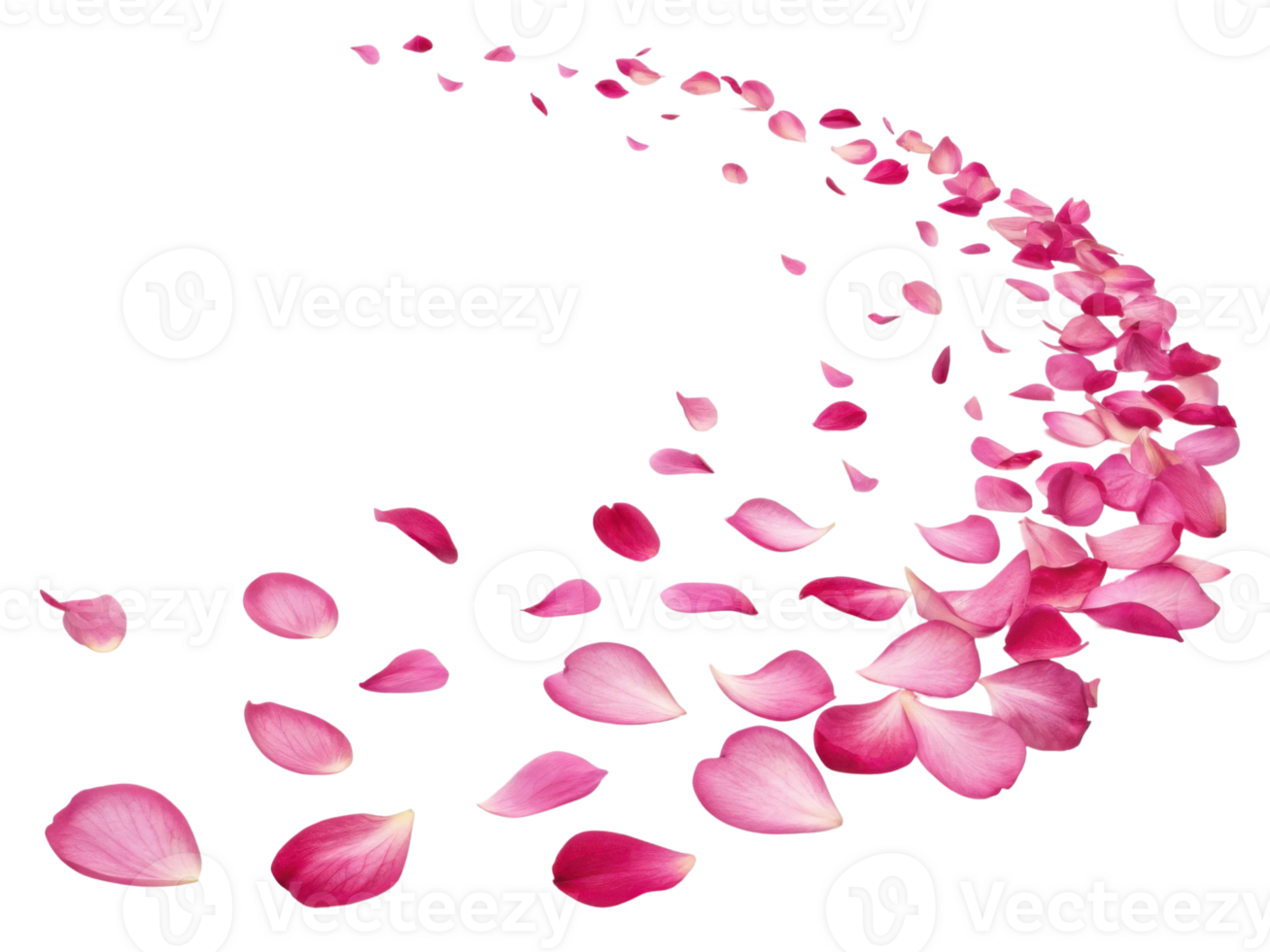 Beautiful rose petals create delicate trail, evoking romance and elegance in this floral display png