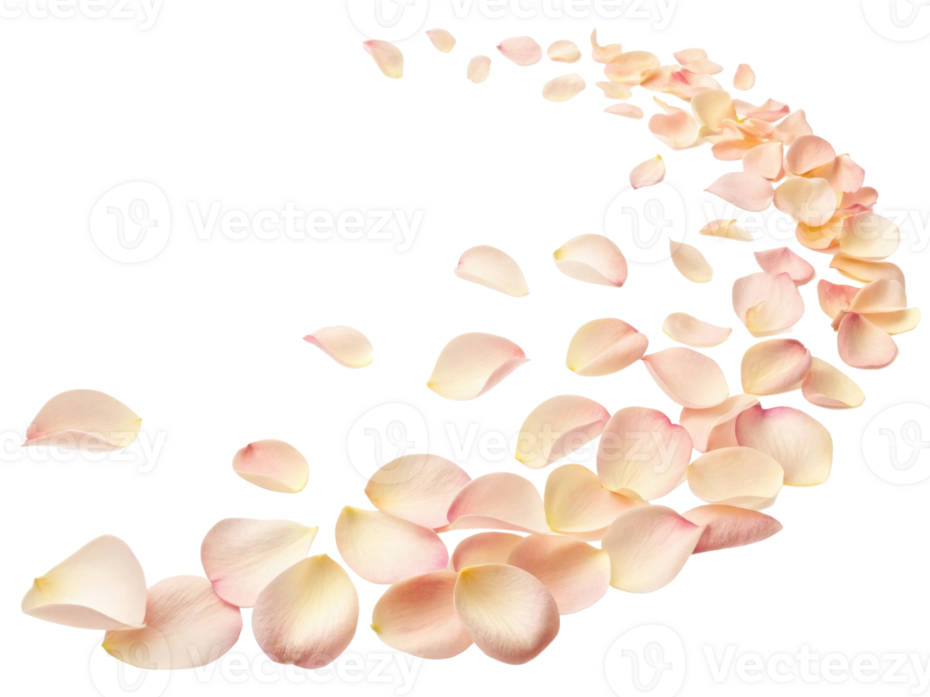 Soft rose petals create beautiful trail, symbolizing love and romance, perfect for any floral arrangement or decoration png