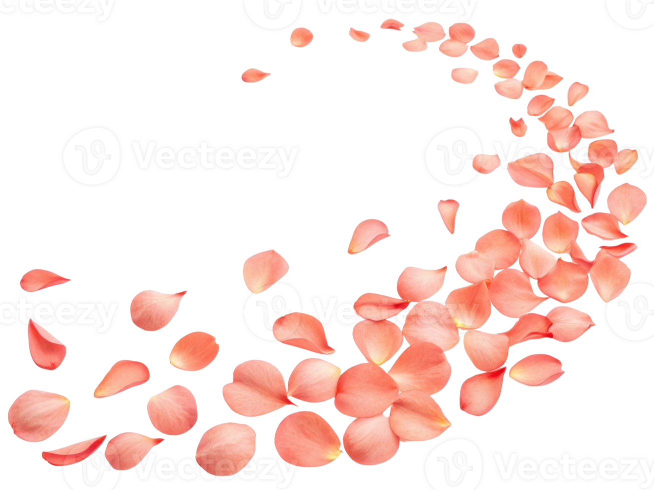 Delicate rose petals create beautiful flow, embodying essence of flower charm and elegance in serene display png